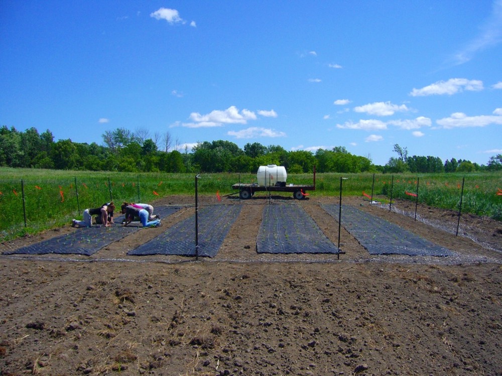 Students setting up a field experiment at the Koffler Scientific Reserve in Newmarket, ON.